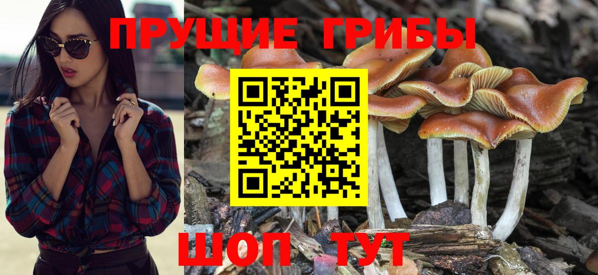как найти   Вход с VPN  Галлюциногенные грибы прущие грибы  Карасук  Галлюциногенные грибы GOLDEN TEACHER 